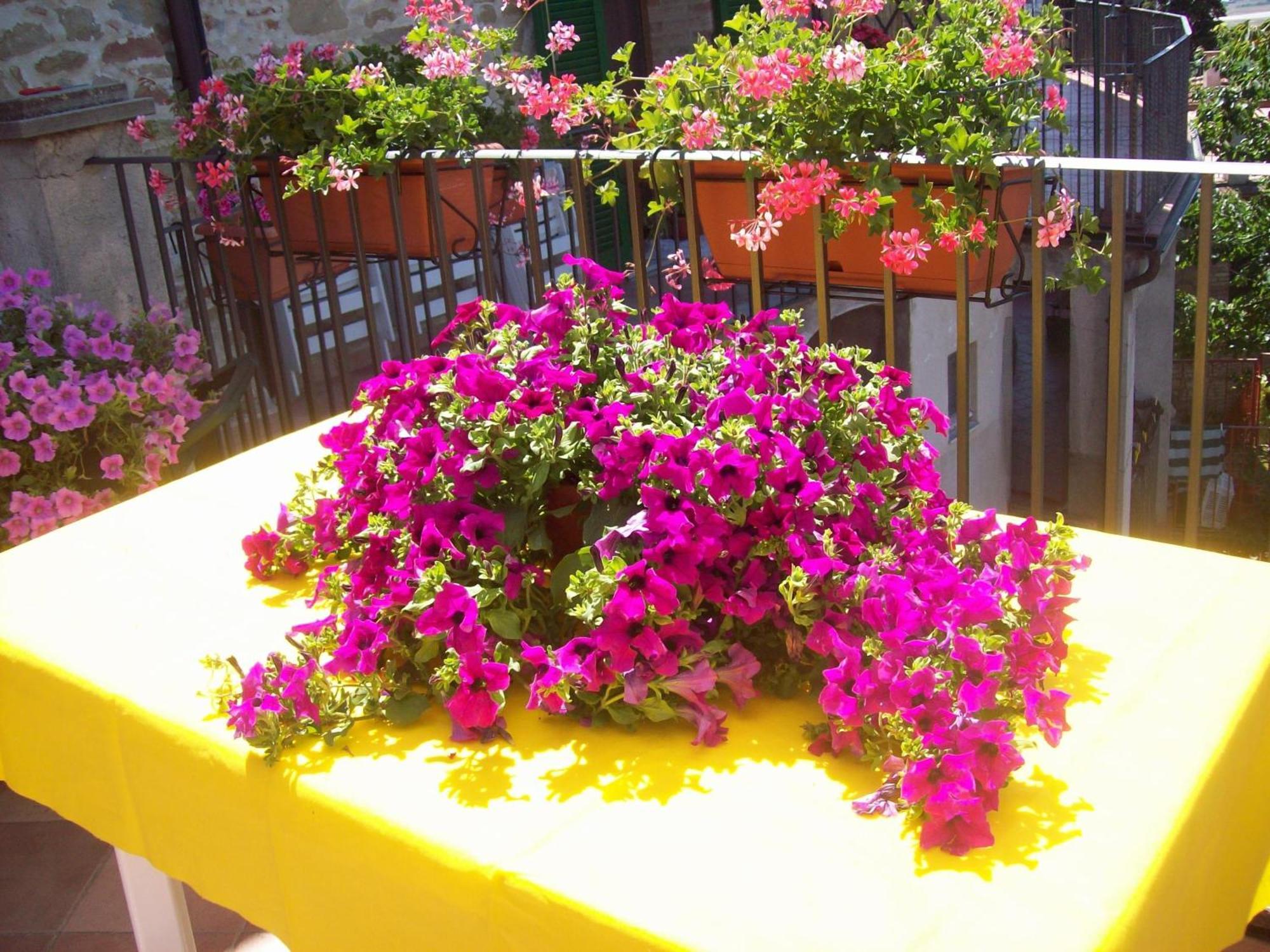 La Terrazza Fio...Rita Bed & Breakfast Ripa Exterior foto